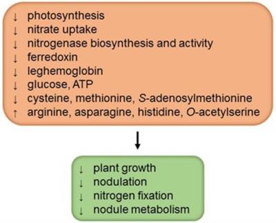 Sulfur Transport and Metabolism in Legume Root Nodules